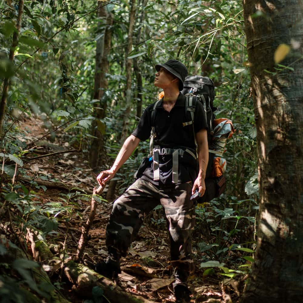 Illustrative stock photo: a hiker with a backpack walking through a green forest